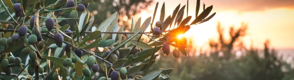 medical-grade olive and regular olive oil