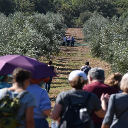 milestone food for your genes our olive yard visited by a group of visitors