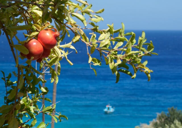 milestone food for your genes pomegranate tree greece