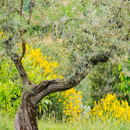 functional food origins high phenolic olive oil