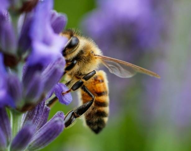 our-mission-milestone-food-for-your-genes-pollinating-bee-11