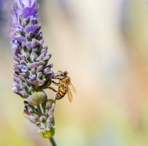 our-mission-milestone-food-for-your-genes-pololinating-bee-background-12